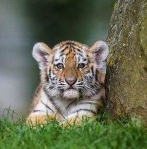 Meet your Posher, Kylie